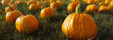 Framed Close Up of Pumpkins in a  Field, Half Moon Bay, California Print