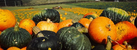 Framed Pumpkin Field, Half Moon Bay, California Print