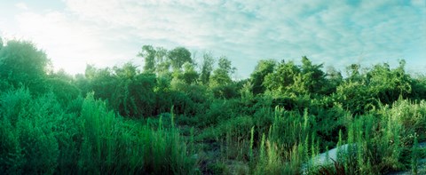 Framed Greenery along Fort Tilden Beach, Fort Tilden, Queens, New York City, New York State, USA Print