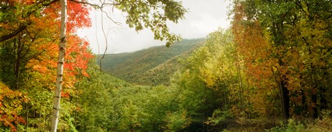Framed Trees on mountain during autumn, Kaaterskill Falls area, Catskill Mountains, New York State Print