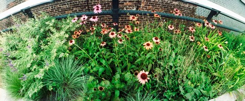 Framed Flower bed, High Line, Chelsea, Manhattan, New York City, New York State, USA Print