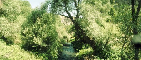 Framed Trail through the trees in a forest, Cappadocia, Central Anatolia Region, Turkey Print
