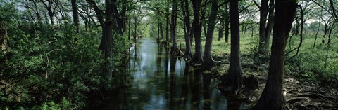 Framed Trees along Blanco River, Texas, USA Print