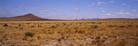 Framed Dry grass and bush at Big Bend National Park, Texas, USA Print