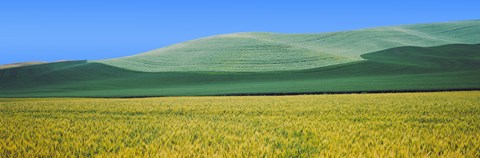 Framed Crops in fields, Palouse, Whitman County, Washington State Print