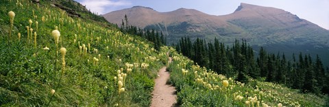 Framed Hiking trail with Beargrass (Xerophyllum tenax) at US Glacier National Park, Montana Print