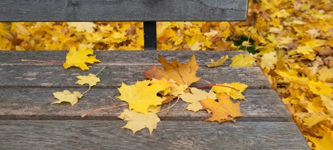 Framed Fallen leaves on a wooden bench, Baden-Wurttemberg, Germany Print