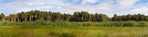 Framed Palm tree grove near Las Palmas Beach, Baja California Sur, Mexico Print