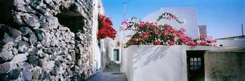 Framed Flowers on rooftop of a house, Santorini, Greece Print