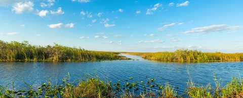 Framed Reed at riverside, Big Cypress Swamp National Preserve, Florida, USA Print