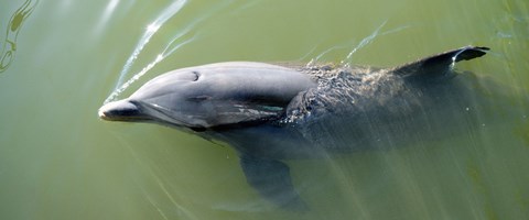 Framed Dolphin swimming in the sea, Varadero, Matanzas Province, Cuba Print