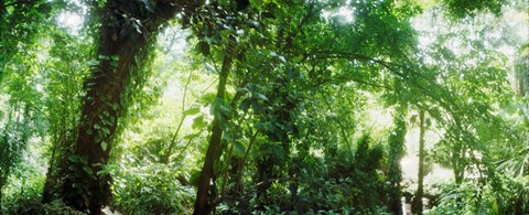 Framed Subtropical forest of Parque Lage, Jardim Botanico, Corcovado, Rio de Janeiro, Brazil Print