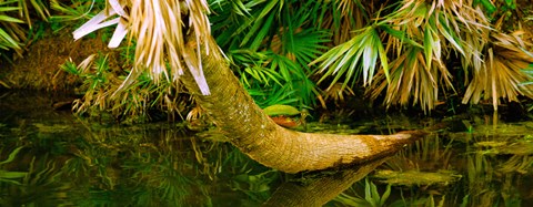 Framed Green Turtle (Chelonia mydas) in a pond, Boynton Beach, Florida, USA Print