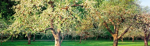 Framed Apple orchard, Quebec, Canada Print