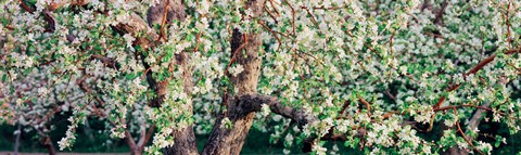 Framed Apple blossom flowers, Quebec, Canada Print