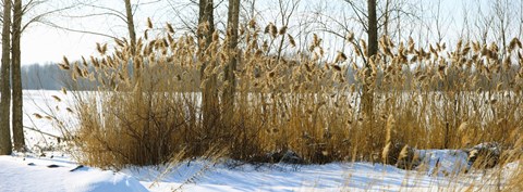 Framed Plants in a snow covered field, Saint-Blaise-sur-Richelieu, Quebec, Canada Print