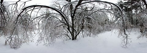 Framed Forest in winter, Saint-Jean-sur-Richelieu, Quebec, Canada Print