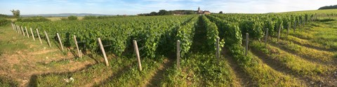 Framed Beaujolais vineyard, Montagny, Saone-Et-Loire, Burgundy, France Print
