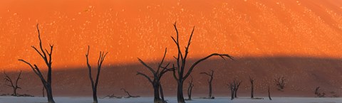 Framed Dead trees in dry clay pan, Dead Vlei, Sossusvlei, Namib-Naukluft National Park, Namibia Print