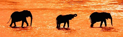 Framed Three African Elephants Crossing the Uaso Nyiro River, Kenya Print