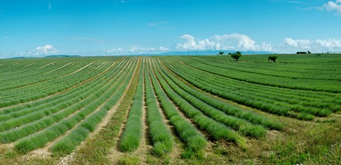 Framed Lavender field just days prior to flowers emerging, Plateau de Valensole, Provence-Alpes-Cote d&#39;Azur, France Print