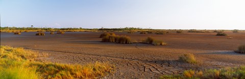 Framed Grass on a dry land, Black Point Wildlife Drive, Merritt Island National Wildlife Refuge, Titusville, Florida, USA Print