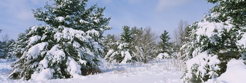 Framed Snow covered pine trees in a forest, New York State, USA Print