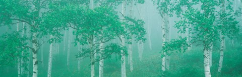 Framed Highlands Yachihokgen Nagano Japan Print