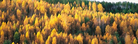 Framed Fall Colors Sundsval Vicinity Sweden Print