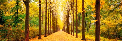 Framed Tree-lined road Schwetzingen Germany Print