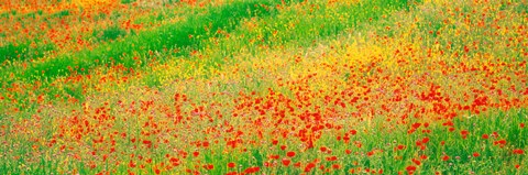 Framed Fields of flowers Andalusia Granada Vicinity Spain Print