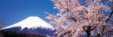 Framed Mt Fuji Cherry Blossoms Yamanashi Japan Print