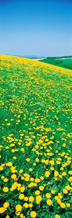 Framed Dandelion,s Hokkaido Biei-cho, Japan Print