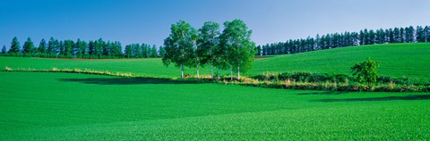 Framed Biei-Cho Hokkaido Japan Print