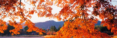 Framed Sagano Daikaku-Ji Ousawa-No-Ike Kyoto Japan Print