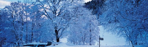 Framed Snow Covered Trees, Ramsau Germany Print
