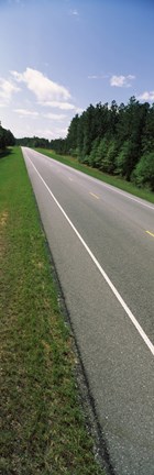 Framed Trees along the road, Alabama State Route 113, Alabama, USA Print