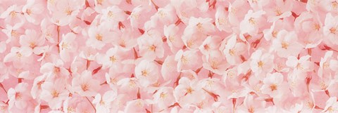 Framed Carpet of Cherry Blossoms Print