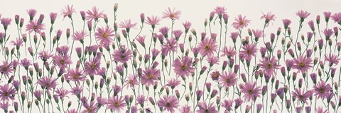 Framed China Asters Print