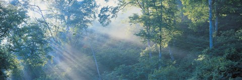 Framed Sun filtering through trees, Nagano Japan Print
