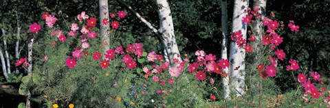 Framed Cosmos Shinhodaka Gifu Japan Print