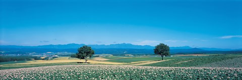 Framed Potato field Furano Hokkaido Japan Print