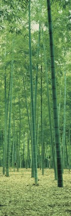 Framed Bamboo Forest Nagaokakyo Kyoto Japan Print
