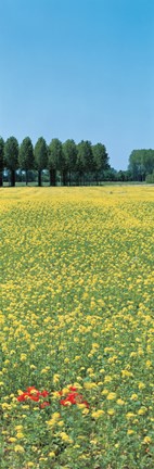 Framed Rape flowers France Print