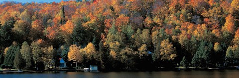 Framed Autumn trees Laurentide Quebec Canada Print