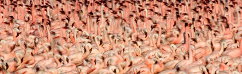 Framed Greater flamingos with Lesser flamingos in flight, Lake Nakuru, Lake Nakuru National Park, Kenya Print