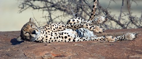 Framed Cheetah (Acinonyx jubatus) resting in a forest, Samburu National Park, Rift Valley Province, Kenya Print