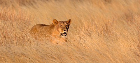 Framed Female lion (panthera leo) moving through tall grass, Masai Mara National Reserve, Kenya, Africa Print