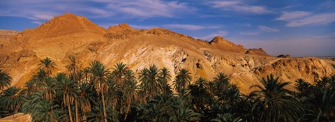 Framed Palm trees in front of mountains, Chebika, Tunisia Print
