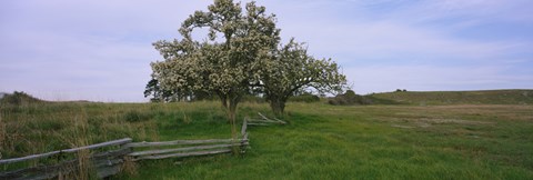 Framed Fence in a field, American Camp, San Juan Island National Historic Park, San Juan Island, San Juan County, Washington State, USA Print